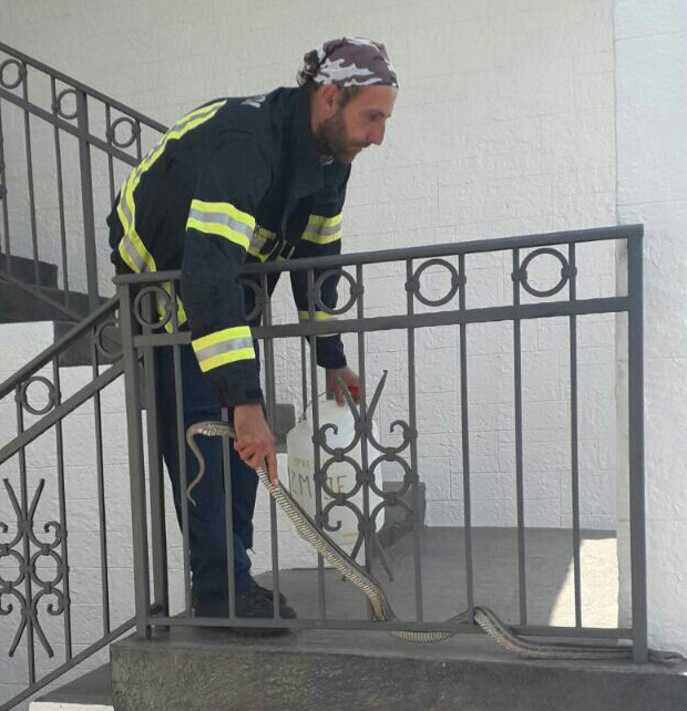 НЕПРИЈАТНО ИСКУСТВО: У једном дану ватрогасци ухватили ТРИ ЗМИЈЕ У ДОМАЋИНСТВИМА (ФОТО/ВИДЕО)